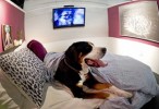 The lap of luxury: posh hotel for pooches