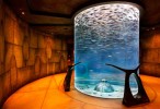 PETA criticises new Atlantis underwater nightclub
