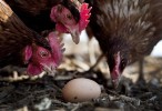 Starwood to only use eggs from free-range chickens