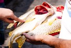UAE fish prices soar due to spring trawling ban