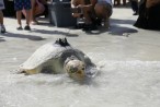 Jumeirah Al Naseem releases more than 70 rescued turtles