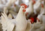 Saudi Arabia bans transport of live poultry