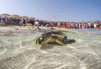 Jumeirah Al Naseem celebrates World Sea Turtle Day