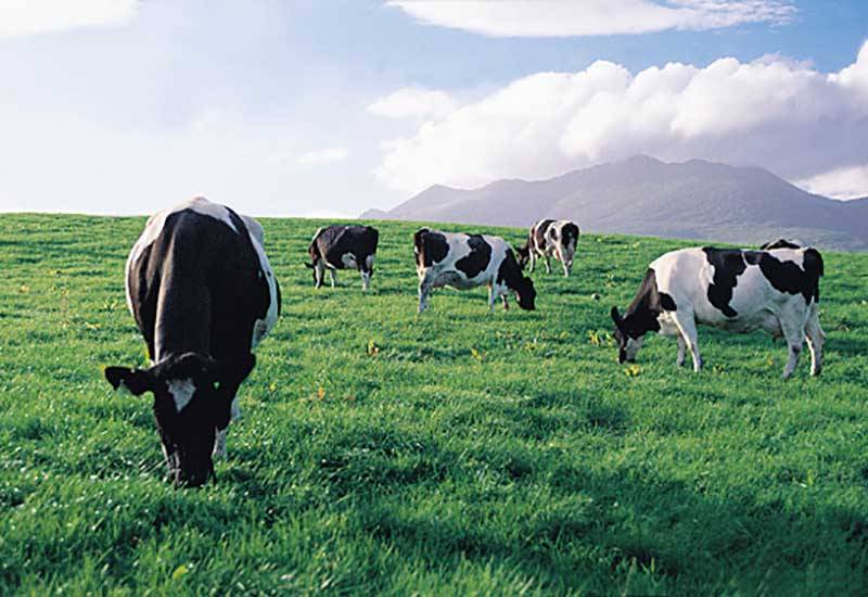 A closer look at the regional meat industry's challenges and opportunities.