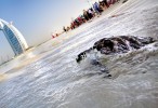 Jumeirah releases 44 turtles for UAE National Day
