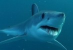 VIDEO: Swimmer loses leg in Cape Town shark attack