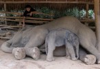 VIDEO: New baby elephant 'brings luck' to resort