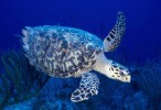 COMPETITION: Win a Fairmont stay by naming turtle